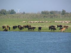 IMG_0412_Oostvaardersplassen_ Jan van den Boschpad